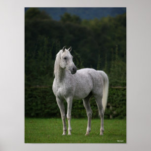 Poster Bob Langrish   Stallion arabe gris debout