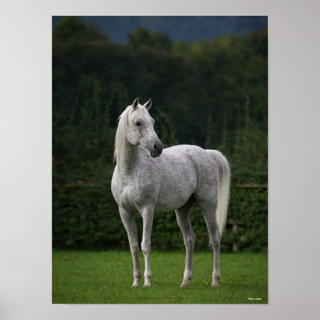 Poster Bob Langrish | Stallion arabe gris debout (Devant)