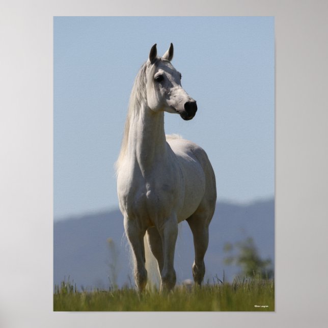 Poster Bob Langrish | Stallion arabe gris debout (Devant)