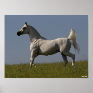 Poster Bob Langrish   Stallion arabe gris en campagne