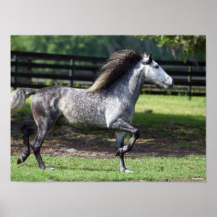 Poster Bob Langrish   Stallion lusitano gris pomme