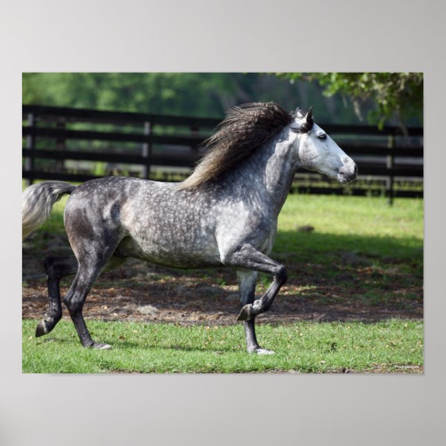 Poster Bob Langrish | Stallion lusitano gris pomme (Devant)