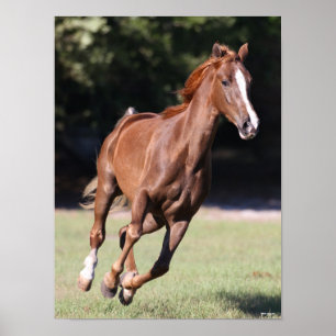 Poster Bob Langrish   Tennessee Walker Testnut Running