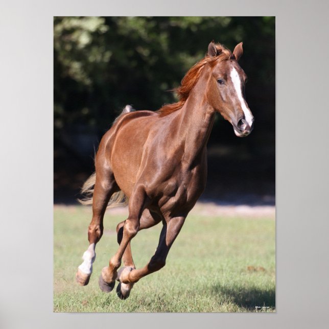 Poster Bob Langrish | Tennessee Walker Testnut Running (Devant)