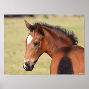 Poster Bob Langrish   Tête de poulain bai Warmblood