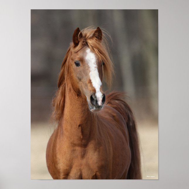 Poster Bob Langrish | Tête de tête de Hackney Pony châtai (Devant)