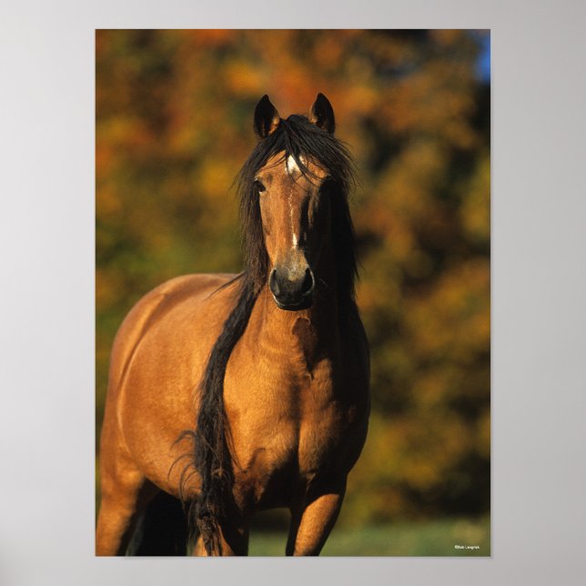 Poster Bob Langrish | Tête de tête du ponton de Chocktaw (Devant)