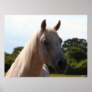 Poster Bob Langrish   Tête d'écran gris arabe Stallion ré
