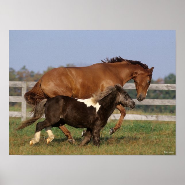 Poster Bob Langrish | Thoroughbred et Shetland Pony (Devant)