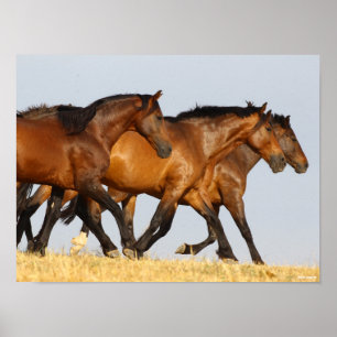 Poster Bob Langrish   Three Andalucian Mares Running