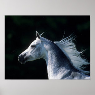 Poster Bob Langrish Tirage arabe gris 3