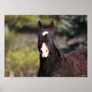 Poster Bob Langrish   Tirage de Bashkir Curly Mare
