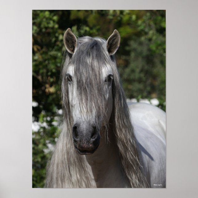 Poster Bob Langrish | Tirage de Stallion andalou gris (Devant)
