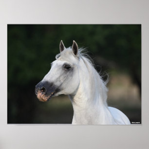 Poster Bob Langrish   Tirage d'écran gris de Stallion and