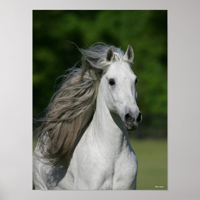 Poster Bob Langrish | Tirage d'un stallion andalou gris (Devant)