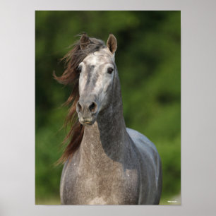 Poster Bob Langrish   Tirage d'un stallion andalou gris