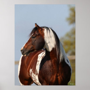 Poster Bob Langrish Tobiano Paint Horse Stallion tête
