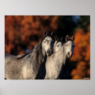 Poster Bob Langrish Trois Arabes gris se rassemblent