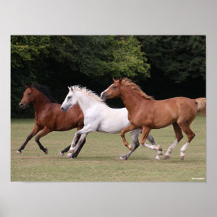 Poster Bob Langrish   Trois Chevaux Arabes Courant Ensemb
