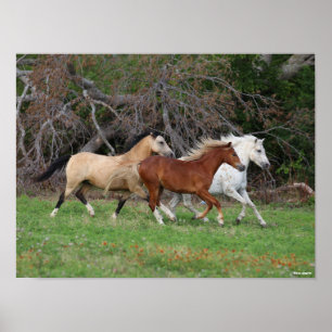 Poster Bob Langrish   Trois Poney Courent Ensemble