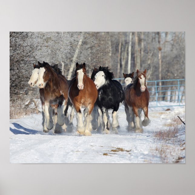 Poster Bob Langrish | Troupeau De Clydesdales En Neige (Devant)