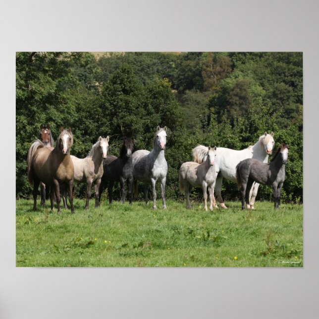 Poster Bob Langrish | Troupeau De Ponies Galloises Debout (Devant)
