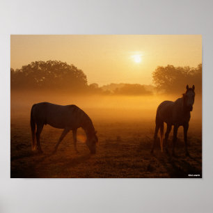 Poster Bob Langrish Two Arabs Standing In Mist At Sunrise