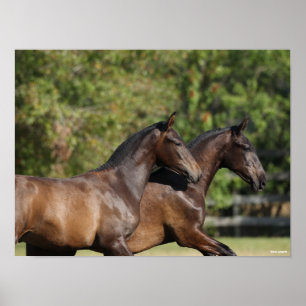 Poster Bob Langrish   Two Brown Andalucian Horses Running