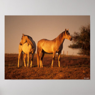 Poster Bob Langrish   Two Grey Arabs Standing at Sunset
