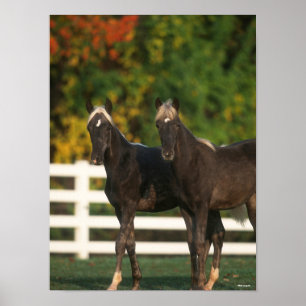 Poster Bob Langrish   Two Rocky Mountain Foals Standing