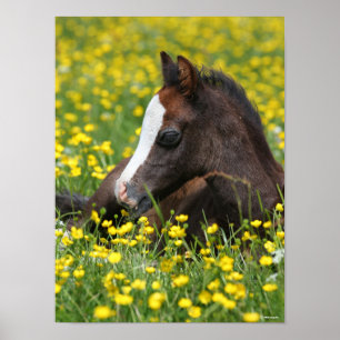 Poster Bob Langrish   Welsh Pony Foal Resting In Flowers