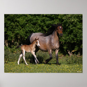 Poster Bob Langrish   Welsh Pony Mare and Foal Running