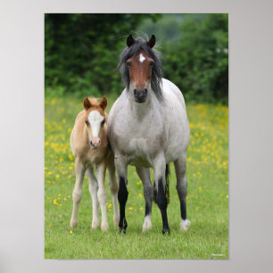 Poster Bob Langrish   Welsh Pony Mare and Foie Standing