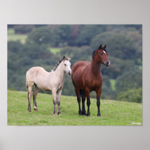 Poster Bob Langrish   Welsh Pony Mare and Foie Standing