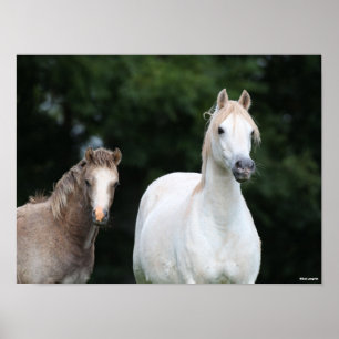 Poster Bob Langrish   Welsh Pony Mare et Foie