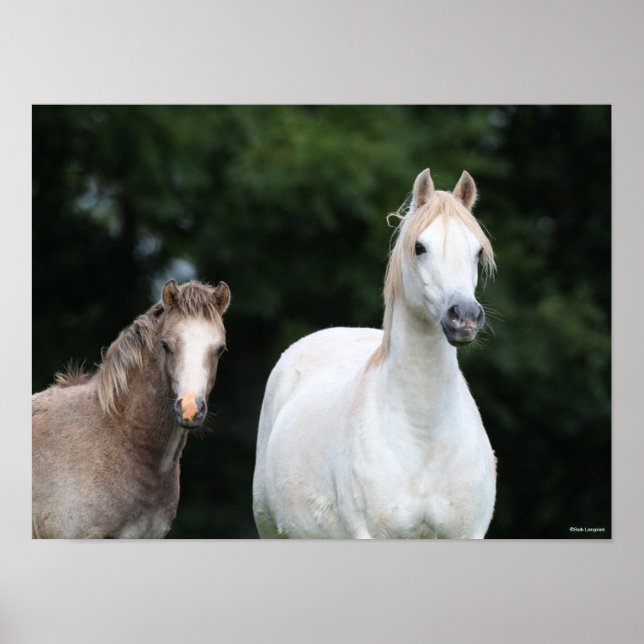 Poster Bob Langrish | Welsh Pony Mare et Foie (Devant)