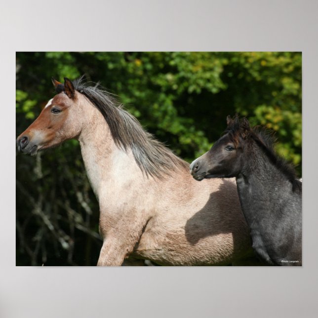 Poster Bob Langrish | Welsh Pony Mare et Foie Headshot (Devant)