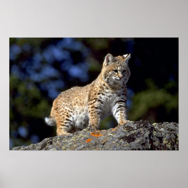 Poster Bobcat (Devant)