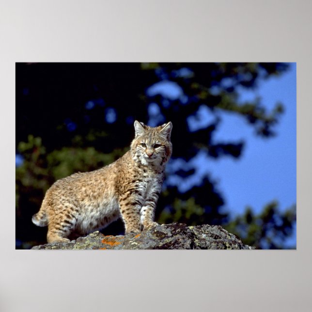 Poster Bobcat (Devant)