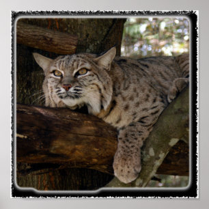 Poster Bobcat_11x11