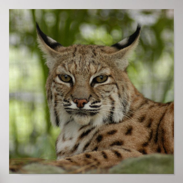 Poster Bobcat 2_11x11 (Devant)