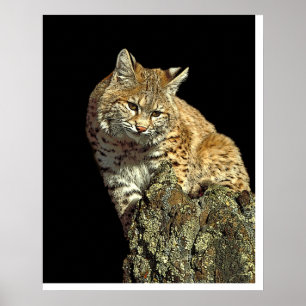 Poster Bobcat assis sur un rocher de Junglewalk.com