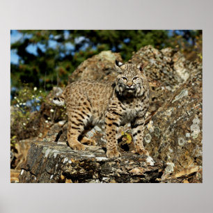 Poster Bobcat dans les rochers