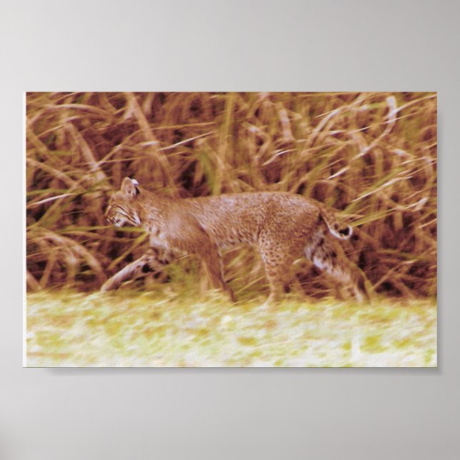 Poster Bobcat de Floride (Devant)