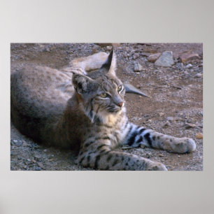 Poster Bobcat in Sonoran Desert