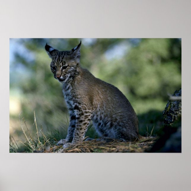 Poster Bobcat-kitten (Devant)