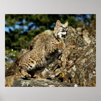 Bobcat - Prêt à rebondir