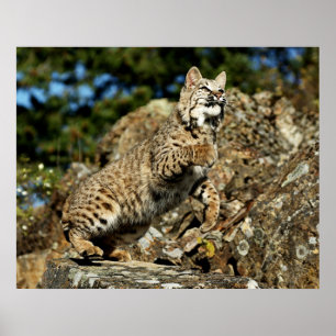 Poster Bobcat - Ready to Pounce