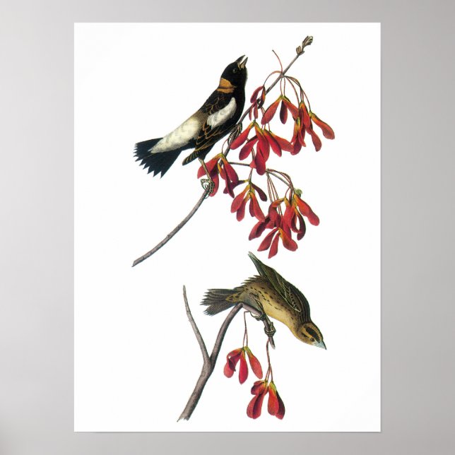 Poster Bobolink par Audubon (Devant)