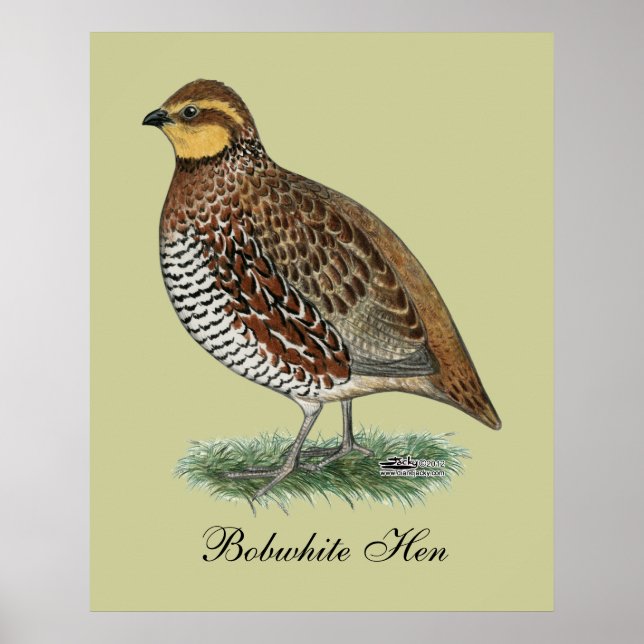 Poster Bobwhite Quail Hen (Devant)